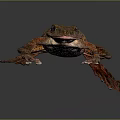 Detailed Brown And Orange Spotted Frog With Textured Skin On Dark Background