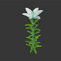 White Lily Flower With Green Stem And Leaves On Grey Background