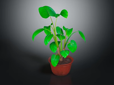 Lush Green Leaf Potted Plant With Healthy Stems In Brown Pot And Dark Background 3d model