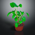 Lush Green Leaf Potted Plant With Healthy Stems In Brown Pot And Dark Background