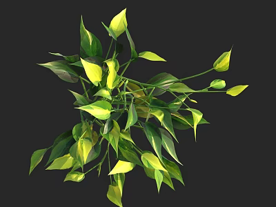Vibrant Green and Yellow Leaf Plants with Lush Foliage on Dark Background 3d model