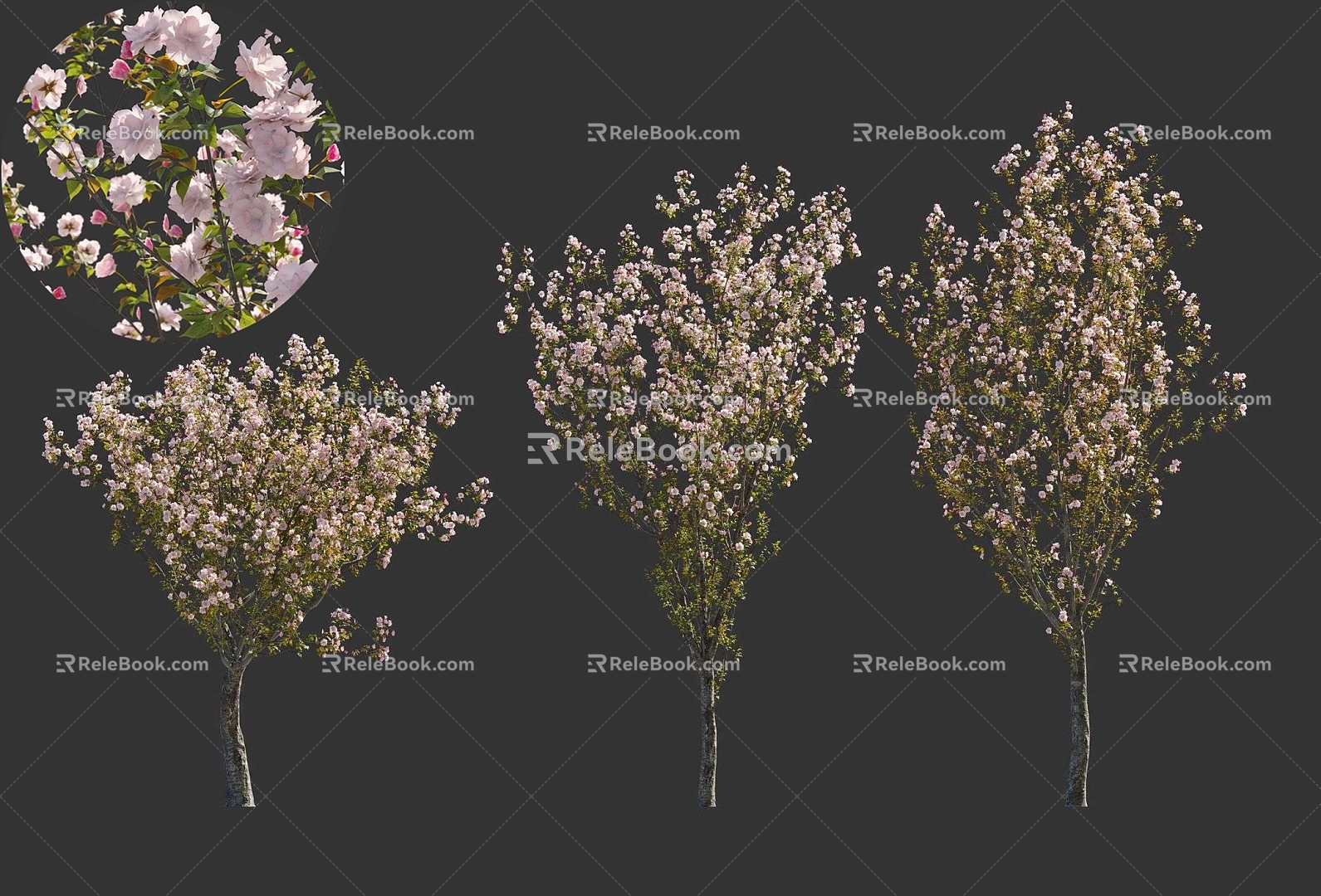 Japanese Cherry Blossoms Tokyo Cherry Blossoms Peach Blossoms Garden Setches Chinese Ancient Trees National Style Green Plants 3d model