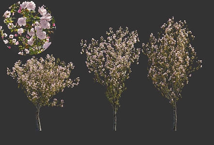 Japanese Cherry Blossoms Tokyo Cherry Blossoms Peach Blossoms Garden Setches Chinese Ancient Trees National Style Green Plants 3d model