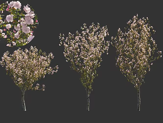 Japanese Cherry Blossoms Tokyo Cherry Blossoms Peach Blossoms Garden Setches Chinese Ancient Trees National Style Green Plants 3d model