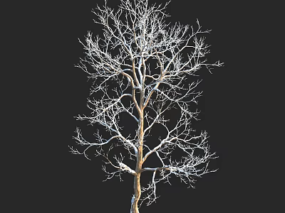Tall Leafless Arbor Standing With Twisted Branches Against Black Background 3d model