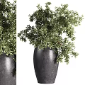 Modern Garden Decor With Green Leafy Plants And Black Planters Of Different Sizes