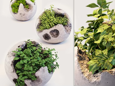 Decorative Bonsai Potted Plants in Stone Textured Spherical Planters with Lush Green Foliage 3d model
