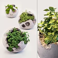 Decorative Bonsai Potted Plants in Stone Textured Spherical Planters with Lush Green Foliage