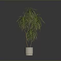Decorative Green Plant With Long Slender Leaves And Yellow Stripes In White Pot