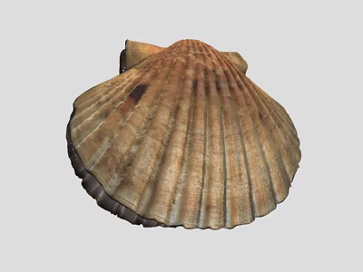 seashell shellfish scallop fossil beach seaside 3d model