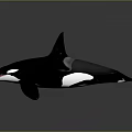 Orca Marine Mammal With Black And White Coloration And Tall Dorsal Fin In Ocean Water