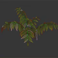 Lush Branching Foliage Plant with Green Leaves Yellow Edges and Shiny Texture on Dark Background
