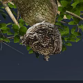 Busy Flying Bees Around Honeycomb Nest On Tree Trunk With Green Leaves And Blue Sky