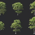 Various Arbor Trees With Green Foliage And Distinct Trunk Shapes 3d model