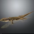 Brown Gecko with Textured Skin Resting on Smooth Surface and Dark Background Reflection