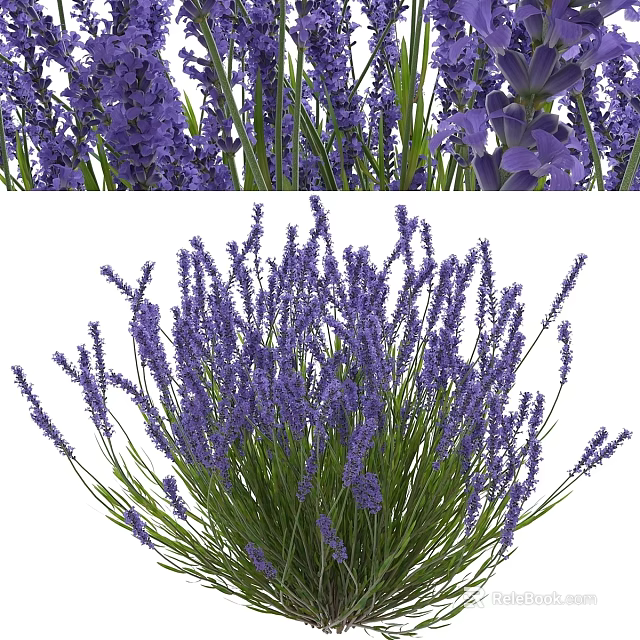 Lavender Decorative Ornament Set With Purple Flowers And Green Stems 3d model 