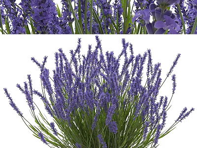 Lavender Decorative Ornament Set With Purple Flowers And Green Stems 3d model