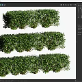 Lush Green Bushes With Dense Foliage In Multiple Rows For Garden Design