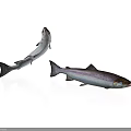 Silver Colored Salmon Fish One Leaping And One Lying On White Background