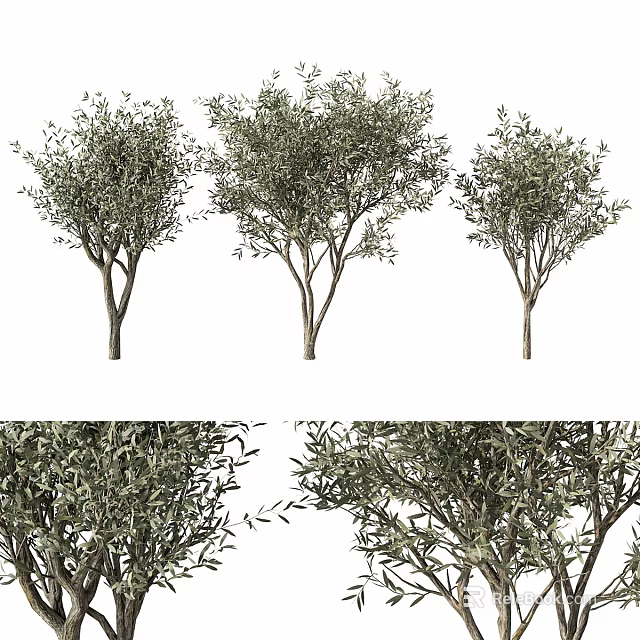 Stylish Decorative Olive Tree Ornament Set for Home Interior 3d model 