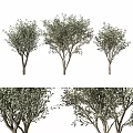 Stylish Decorative Olive Tree Ornament Set for Home Interior 3d model