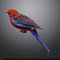 Red And Blue Parrot With Striped Feathers On Dark Background With Reflection
