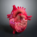 Human Thoracic Organ Heart 3D Anatomical Model With Blood Vessels Structure