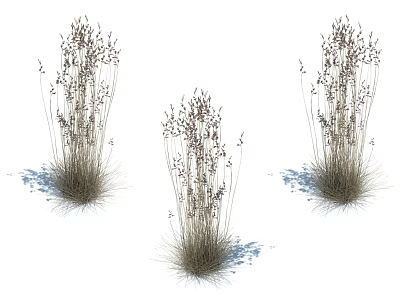 Three Clumps of Ornamental Grass with Slender Stems and Small Spikes 3d model