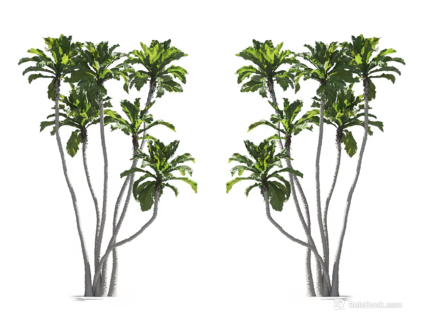 Two Groups Of Tall Green Arbor With Lush Foliage And Slender Trunks 3d model 