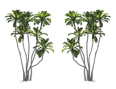 Two Groups Of Tall Green Arbor With Lush Foliage And Slender Trunks 3d model