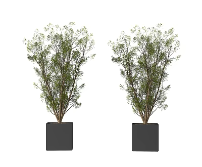Two Bonsai Potted Plants in Black Square Pots with Lush Green Foliage 3d model
