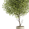 Lush Green Bonsai Plant with Dense Foliage in Modern Concrete Planter