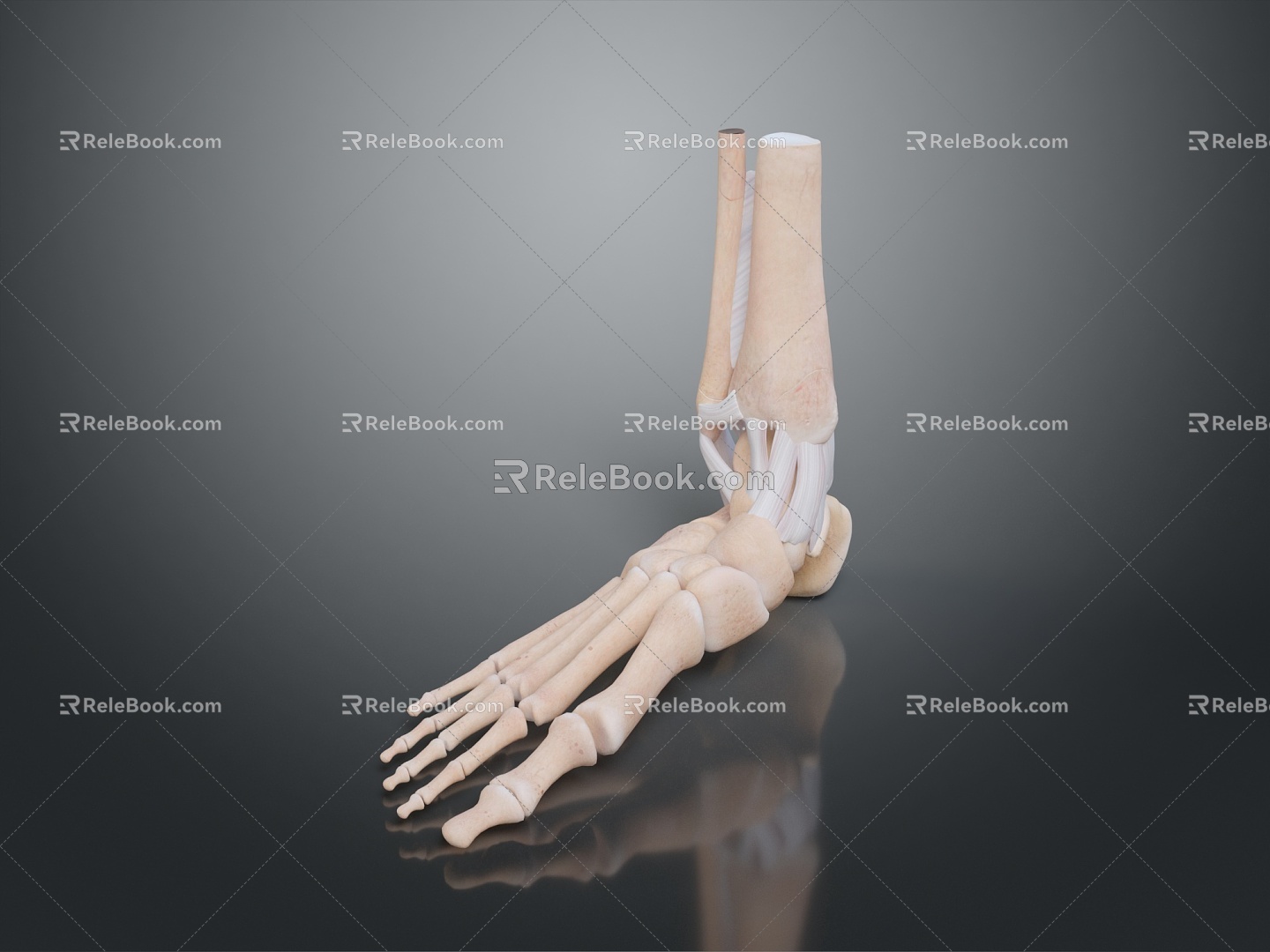 Foot Foot Bone Toe Bone Foot Skeleton Foot Muscle Human Foot Medical Medical Human Body Teaching Aware 3d model