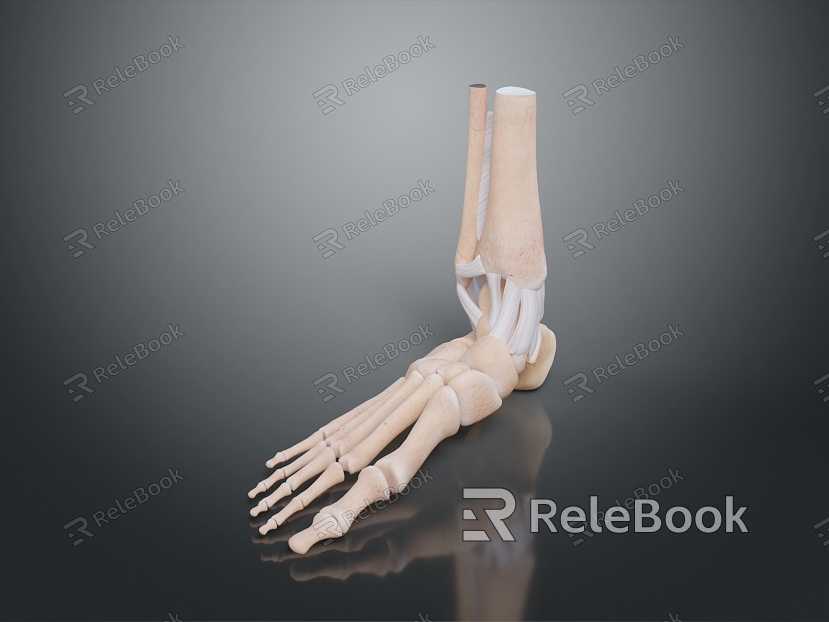 Foot Foot Bone Toe Bone Foot Skeleton Foot Muscle Human Foot Medical Medical Human Body Teaching Aware model