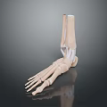 Detailed Human Foot Skeleton Model Medical Device for Anatomy Education
