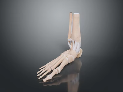 Detailed Human Foot Skeleton Model Medical Device for Anatomy Education 3d model