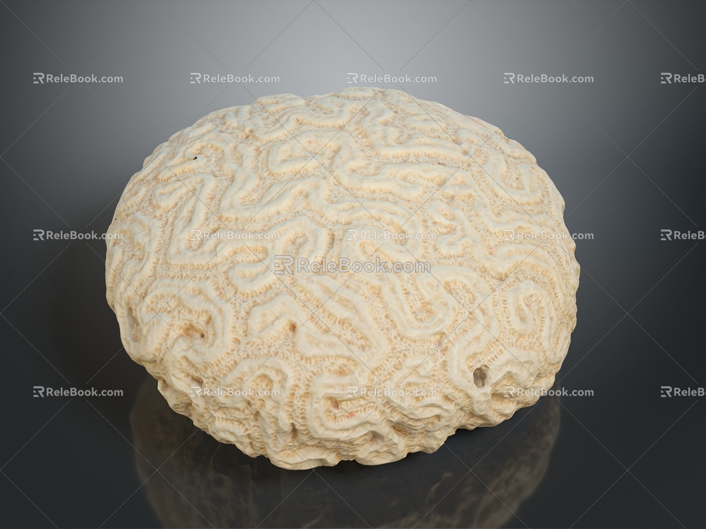 Coral Red Coral White Coral Blue Coral Gold Coral Black Coral Ball Coral Grass Coral Fine Finger Anemone 3d model