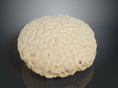 Natural Round Marine Coral With Intricate Surface Patterns And Textured Structure 3d model