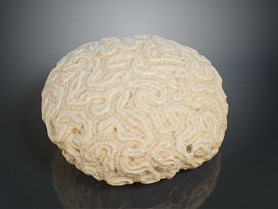 Coral Red Coral White Coral Blue Coral Gold Coral Black Coral Ball Coral Grass Coral Fine Finger Anemone model