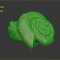 Light Brown Spiral Animal Horn With Textured Surface On Dark Background