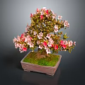 Bonsai Tree With Pink And Red Flowers In Square Brown Pot And Green Moss