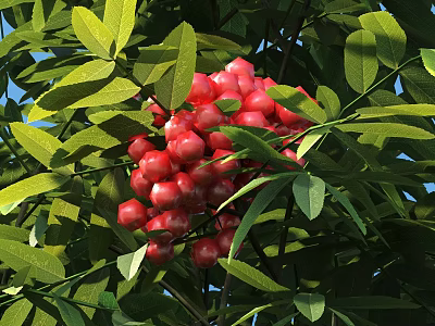 Lush Arbor Tree With Green Leaves And Red Fruit Clusters In Natural Habitat 3d model