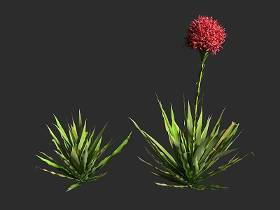 Green Leafy Plants With Tall Stem And Vibrant Red Flower 3d model