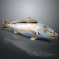 Fresh Whole Fish With Shiny Skin For Daily Kitchen Meal Preparation
