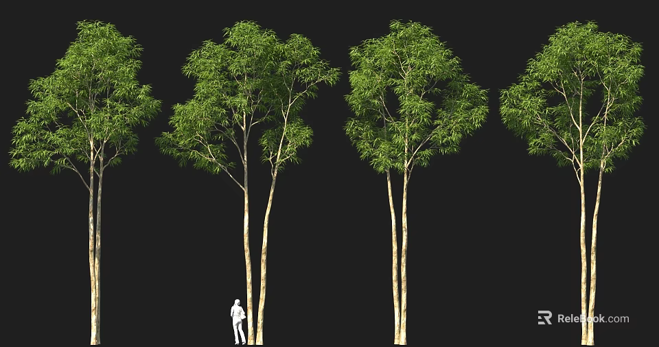 Lush Green Leafy Trees With Slender Trunks And Person Silhouette Standing Under Black Background 3d model 