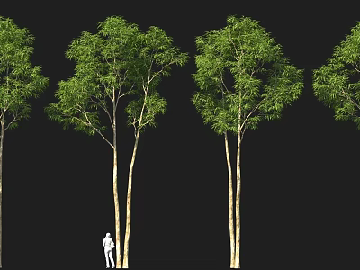 Lush Green Leafy Trees With Slender Trunks And Person Silhouette Standing Under Black Background 3d model