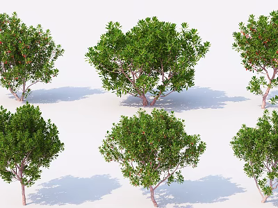Multiple Green Leaf Arbors With Slender Trunks And Natural Shadows 3d model