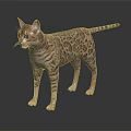 Bengal Cat With Spotted Fur Standing On Dark Reflective Surface 3d model