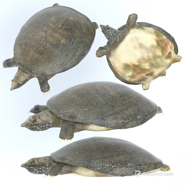 Different Angles of Softshell Turtle Reptile Showing Carapace and Plastron Details 3d model 