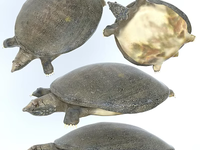 Different Angles of Softshell Turtle Reptile Showing Carapace and Plastron Details 3d model